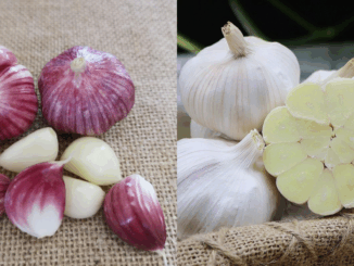 Tỏi vỏ tím hay vỏ trắng tốt hơn? Lão nông nói một câu, tôi bỗng được “thông não”!