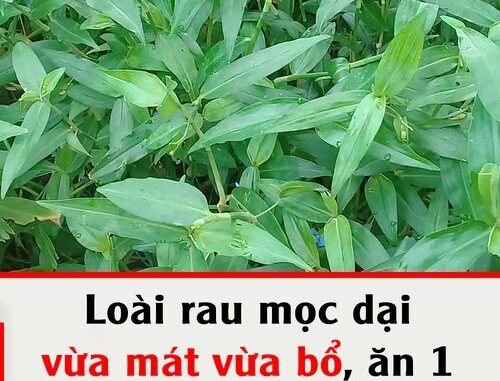 Loài rau mọc dại xưa nghèo mới ăn hóa ra vừa mát vừa bổ, ăn 1 lần nhớ cả đời Loài rau mọc dại xưa nghèo mới ăn hóa ra vừa mát vừa bổ, ăn 1 lần nhớ cả đời