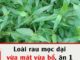 Loài rau mọc dại xưa nghèo mới ăn hóa ra vừa mát vừa bổ, ăn 1 lần nhớ cả đời