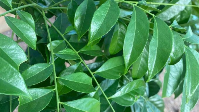 Lá mắc mật là gì? Lá mắc mật có tác dụng gì? Gợi ý món ngon với lá mắc mật Lá mắc mật là gì? Lá mắc mật có tác dụng gì? Gợi ý món ngon với lá mắc mật