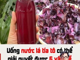 Uống nước lá tía tô có thể giải quyết được 6 vấn đề sau 1 tuần