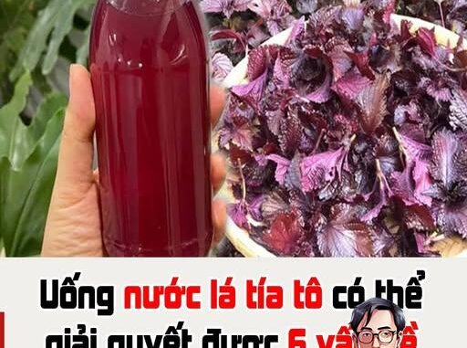 Uống nước lá tía tô có thể giải quyết được 6 vấn đề sau 1 tuần Uống nước lá tía tô có thể giải quyết được 6 vấn đề sau 1 tuần
