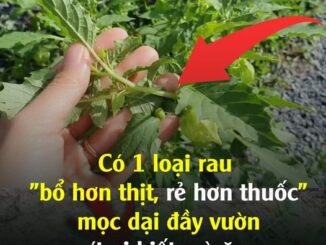 Có 1 loại rau “bổ hơn thịt, rẻ hơn thuốc”, mọc dại đầy vườn, ít ai biết mà ăn
