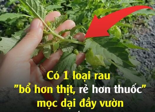 Có 1 loại rau “bổ hơn thịt, rẻ hơn thuốc”, mọc dại đầy vườn, ít ai biết mà ăn Có 1 loại rau “bổ hơn thịt, rẻ hơn thuốc”, mọc dại đầy vườn, ít ai biết mà ăn