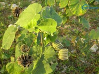 Công dụng chữa bệnh của cây cối xay