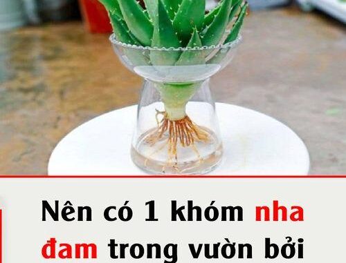 Đây là lý do trong nhà bạn nên trồng ngay cây nha đam Đây là lý do trong nhà bạn nên trồng ngay cây nha đam