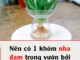 Đây là lý do trong nhà bạn nên trồng ngay cây nha đam