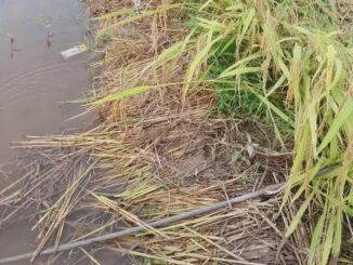 Đoạn chạy qua địa bàn huyện Văn Lâm HƯNG YÊN