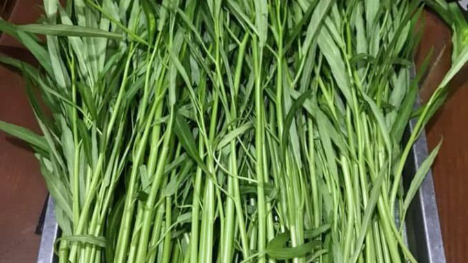 Bạn đã biết: Những ai không nên ăn rau muống? Bạn đã biết: Những ai không nên ăn rau muống?