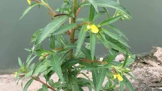 CÂY RAU MƯƠNG: CÔNG DỤNG VÀ CÁC BÀI THUỐC DÂN GIAN CÂY RAU MƯƠNG: CÔNG DỤNG VÀ CÁC BÀI THUỐC DÂN GIAN