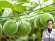 Loại quả kỳ lạ ở Việt Nam ngọt gấp 300 lần đường mía, hỗ trợ điều trị tiểu đường và ngăn ngừa ung thư