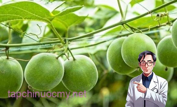 Loại quả kỳ lạ ở Việt Nam ngọt gấp 300 lần đường mía, hỗ trợ điều trị tiểu đường và ngăn ngừa ung thư Loại quả kỳ lạ ở Việt Nam ngọt gấp 300 lần đường mía, hỗ trợ điều trị tiểu đường và ngăn ngừa ung thư