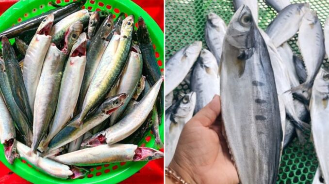 5 loại cá giàu omega-3 lại ngọt thịt, ít xương dăm: Đi chợ gặp được phải mua luôn 5 loại cá giàu omega-3 lại ngọt thịt, ít xương dăm: Đi chợ gặp được phải mua luôn