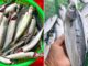 5 loại cá giàu omega-3 lại ngọt thịt, ít xương dăm: Đi chợ gặp được phải mua luôn