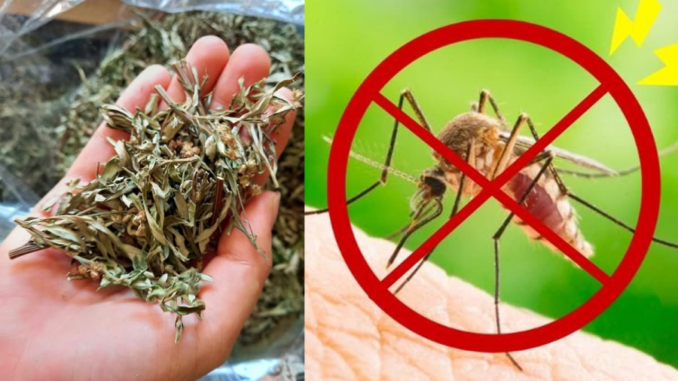 Loại lá mọc đầy ruộng hoang, đặt một nắm ở đầu giường là đuổi hết muỗi, yên tâm mà ngủ Loại lá mọc đầy ruộng hoang, đặt một nắm ở đầu giường là đuổi hết muỗi, yên tâm mà ngủ