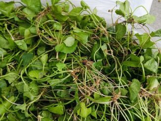 Công dụng của cây rau má mà bạn không thể bỏ qua