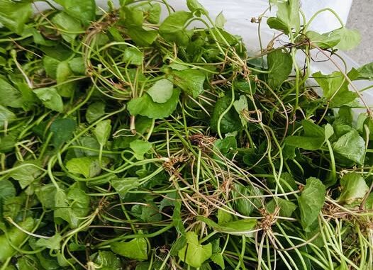 Công dụng của cây rau má mà bạn không thể bỏ qua Công dụng của cây rau má mà bạn không thể bỏ qua