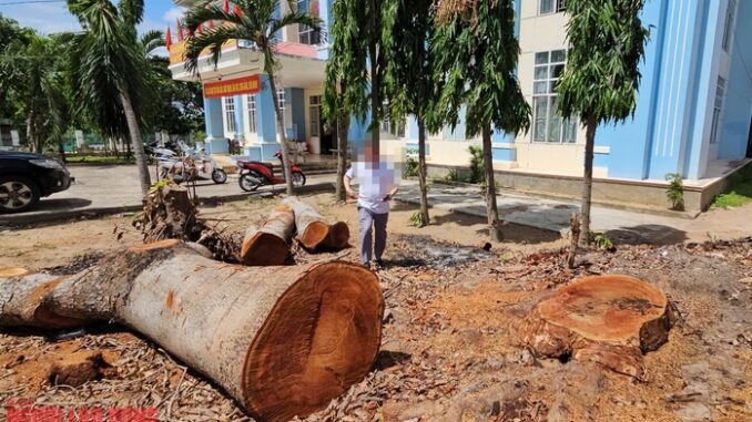 Cưa bán nhiều cây ở trụ sở trước khi sáp nhập: Chủ tịch phường cũng mua Cưa bán nhiều cây ở trụ sở trước khi sáp nhập: Chủ tịch phường cũng mua