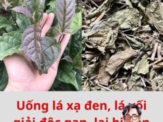Uống lá xạ đen, lá vối giải độc gan, lại bị gan nặng hơn