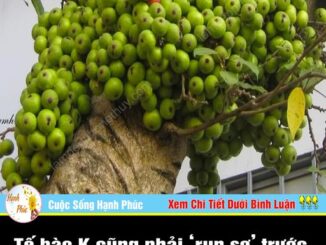 Tế bào K cũng phải ‘run sợ’ trước 4 loại quả: Được TG ‘vinh danh’ còn VN có đầy ngoài vườn