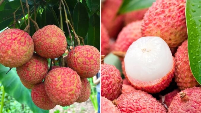3 thực phẩm kỵ với vải, ăn chung là rước thêm bệnh vào thân 3 thực phẩm kỵ với vải, ăn chung là rước thêm bệnh vào thân