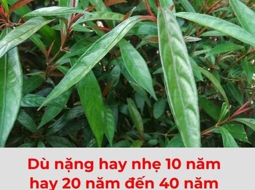 Top 5 loại lá cây chữa đau thượng vị hiệu quả nhất Top 5 loại lá cây chữa đau thượng vị hiệu quả nhất