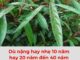Top 5 loại lá cây chữa đau thượng vị hiệu quả nhất