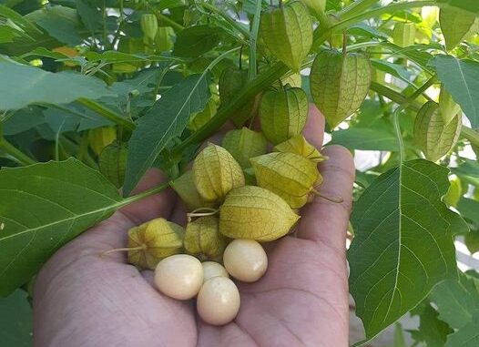 Qủa thù lù ( tầm bóp) Qủa thù lù ( tầm bóp)