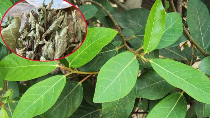 Hai loại lá ‘xin được không mất tiền’ đem phơi khô là dược liệu vàng giúp hạ đường huyết, mát gan, ở Việt Nam có nhiều Hai loại lá ‘xin được không mất tiền’ đem phơi khô là dược liệu vàng giúp hạ đường huyết, mát gan, ở Việt Nam có nhiều