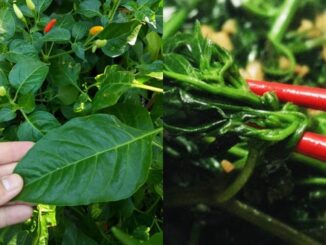 Loại lá chứa kho canxi, dưỡng gan bổ mắt, mọc đầy vườn, nhiều người không biết chỉ nhổ bỏ