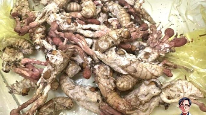Ăn “đông trùng hạ thảo” mọc trên nhộng ve, 1 người nguy kịch Ăn “đông trùng hạ thảo” mọc trên nhộng ve, 1 người nguy kịch