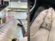 Nữ hành khách bị rơi kim cương giữa sân bay và phép màu từ lòng tốt