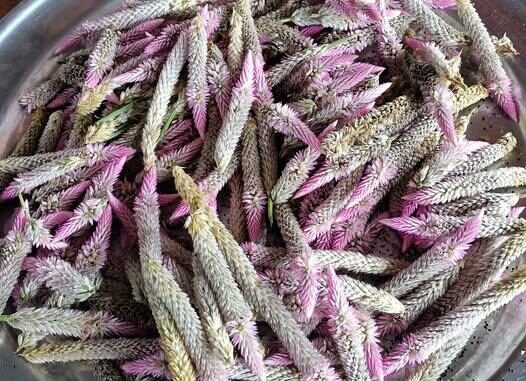Hoa mào gà là gì? 16 bài thuốc trị bệnh từ hoa mào gà Hoa mào gà là gì? 16 bài thuốc trị bệnh từ hoa mào gà