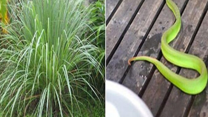 8 loại cây rắn nhìn thấy là tránh xa, trồng quanh nhà rắn không dám đến gần 8 loại cây rắn nhìn thấy là tránh xa, trồng quanh nhà rắn không dám đến gần