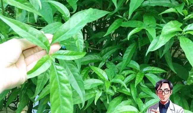 Cây bìm bịp là gì, có mấy loại? Tác dụng và các dùng hiệu quả Cây bìm bịp là gì, có mấy loại? Tác dụng và các dùng hiệu quả