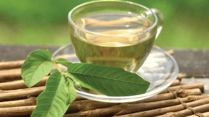 Công dụng chữa “bách bệnh” từ nước lá ổi có thể bạn chưa biết Công dụng chữa “bách bệnh” từ nước lá ổi có thể bạn chưa biết
