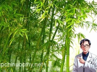 Bỏ túi ngay những tác dụng của lá tre và lưu ý khi sử dụng