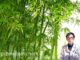 Bỏ túi ngay những tác dụng của lá tre và lưu ý khi sử dụng