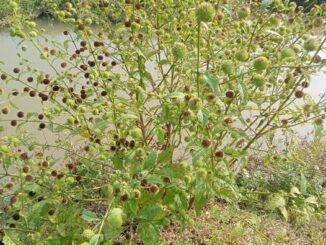 Công dụng cây É Dùi Trống – Dược liệu trị đau đầu an toàn, hữu ích