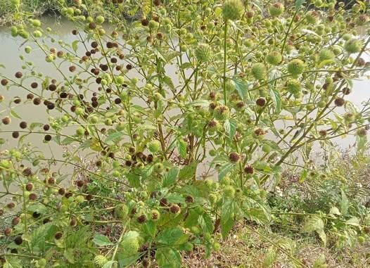 Công dụng cây É Dùi Trống – Dược liệu trị đau đầu an toàn, hữu ích Công dụng cây É Dùi Trống – Dược liệu trị đau đầu an toàn, hữu ích