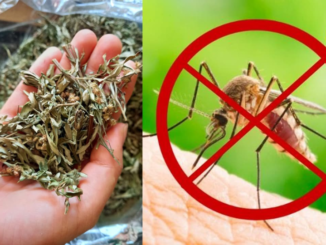 Loại lá mọc đầy ruộng hoang, đặt một nắm ở đầu giường là đuổi hết muỗi, yên tâm mà ngủ