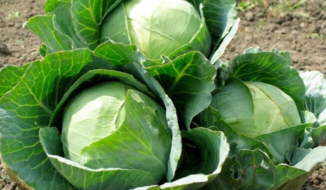 Đọc ngay bài này trước khi ăn bắp cải, su hào, đậu, cà chua bà con ơi Đọc ngay bài này trước khi ăn bắp cải, su hào, đậu, cà chua bà con ơi