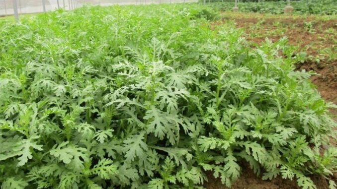 Thứ rau cực bổ dưỡng, xưa kia chỉ dùng cho Hoàng đế, nay vườn nhà nào cũng mọc kín Thứ rau cực bổ dưỡng, xưa kia chỉ dùng cho Hoàng đế, nay vườn nhà nào cũng mọc kín