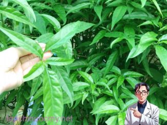 Cây bìm bịp là gì, có mấy loại? Tác dụng và các dùng hiệu quả