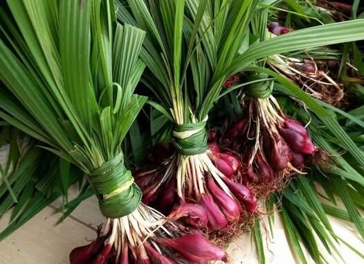 Sâm đại hành có tác dụng gì? 9 tác dụng của sâm đại hành bạn nên biết