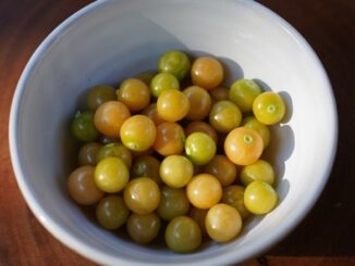 Việt Nam có loại quả dại, ít người ăn, sang Nhật có giá 2,9 triệu đồng/kg: Tiềm năng phòng u-ng thư