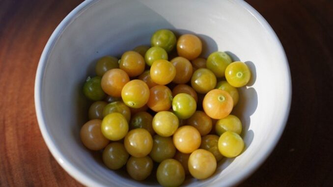 Việt Nam có loại quả dại, ít người ăn, sang Nhật có giá 2,9 triệu đồng/kg: Tiềm năng phòng u-ng thư Việt Nam có loại quả dại, ít người ăn, sang Nhật có giá 2,9 triệu đồng/kg: Tiềm năng phòng u-ng thư