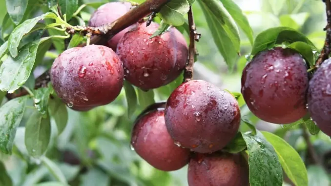 Những lợi ích tuyệt vời của quả mận với sức khỏe Những lợi ích tuyệt vời của quả mận với sức khỏe