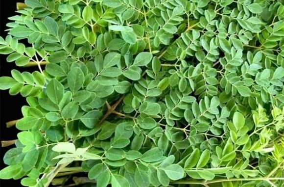 Loài cây quý như vàng xanh mọc khắp Việt Nam, nhiều người không biết lại vô tình bỏ qua Loài cây quý như vàng xanh mọc khắp Việt Nam, nhiều người không biết lại vô tình bỏ qua