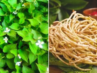 Rễ cây diếp cá là ’thuốc quý’ mang lại lợi ích tuyệt vời, nhiều người không nên đem bỏ đi